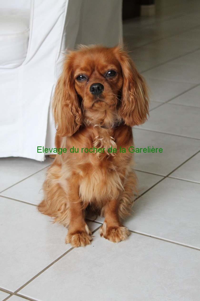 Cavalier King Charles : Lexie du rocher de la Garelire